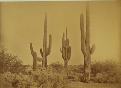 [Cactus, Arizona - Cereus Giganteus] da Carleton Watkins
