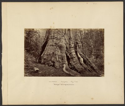 [California - Grandi alberi di Mariposa, "Washington" alto 270 piedi, 92 piedi di circonferenza]. da Carleton Watkins