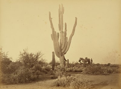  da Carleton Watkins