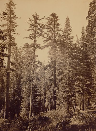[Scena di foresta] / [Pini da zucchero] da Carleton Watkins