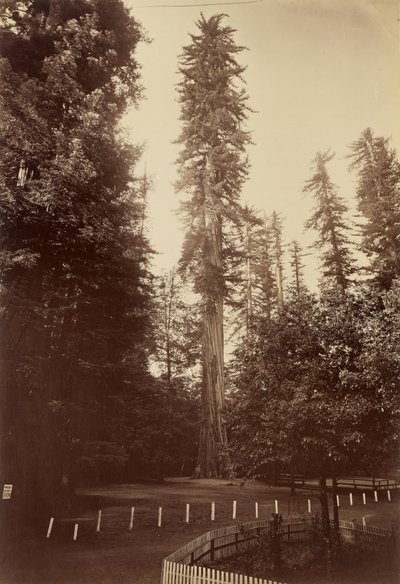 Sequoia gigante, Santa Cruz da Carleton Watkins