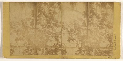 Weinreben da Carleton Watkins