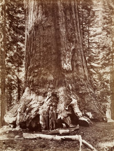 Grizzly Giant Diametro 33 Ft. Mariposa Grove da Carleton Watkins
