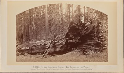 Nel boschetto di Calaveras. Il padre della foresta da Carleton Watkins