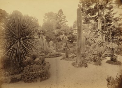 [Monterey, California. Arizona Garden, Hotel Del Monte.] da Carleton Watkins