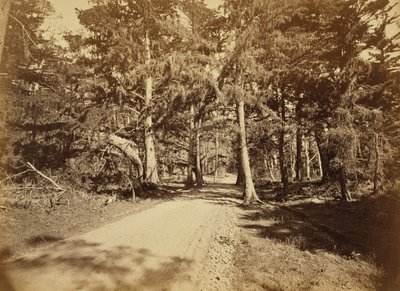 [Monterey, California. Moss Avenue, 18 Mile Drive]. da Carleton Watkins