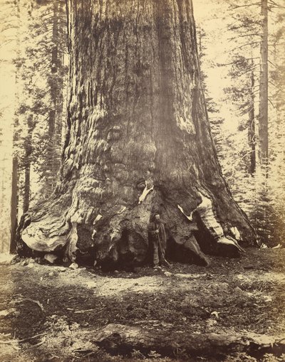 [Sezione del Gigante Grizzly] da Carleton Watkins