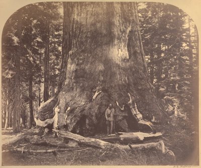 Sezione del Grizzly Giant, 33 Piedi di Diametro, Mariposa Grove, Yosemite, No. 111 da Carleton Watkins
