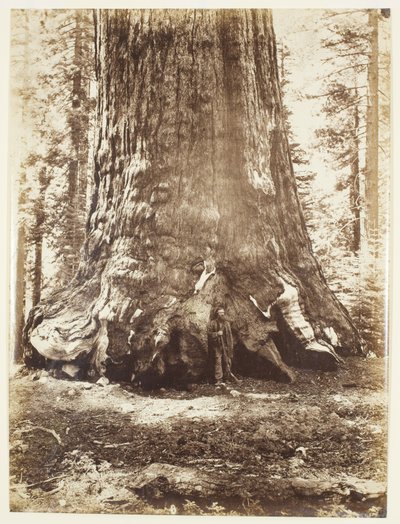 Sezione del Grizzly Giant con Galen Clark, Mariposa Grove, Yosemite da Carleton Watkins