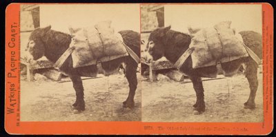 Il più vecchio abitante delle Isole Farallone da Carleton Watkins