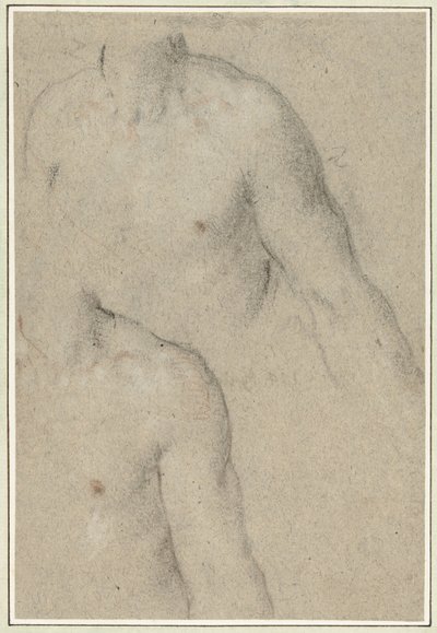 Due studi del torso di un giovane da Carlo Caliari