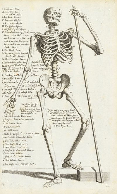 Studio anatomico dello scheletro umano di Carlo Cesi da Carlo Cesi