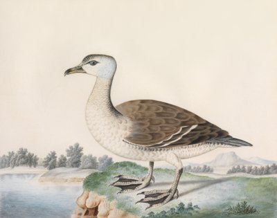 Anatra di Giava da Caroline Conyers
