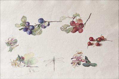 Frutti e Fiori d