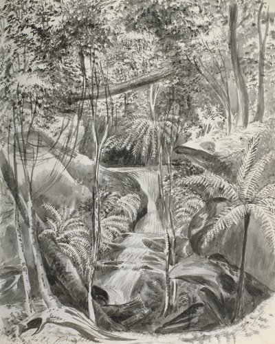 Studio della giungla, XIX secolo da Caroline Louisa Meredith