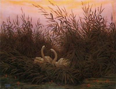 Tedesco: Schwäne im Schilf beim ersten Morgenrot Cigni nel canneto alla prima alba da Caspar David Friedrich