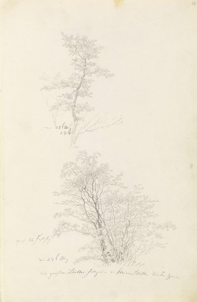 Gruppo di giovani alberi da Caspar David Friedrich