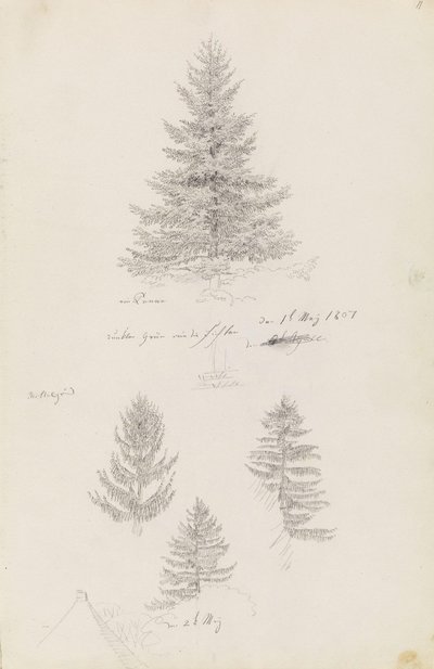 Abete e tre studi di abete rosso da Caspar David Friedrich