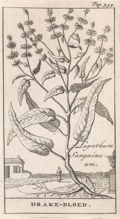 Sangue di drago da Caspar Luyken