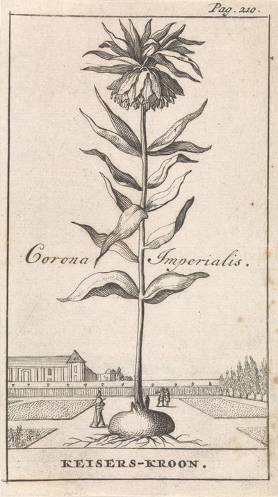 Corona imperiale da Caspar Luyken