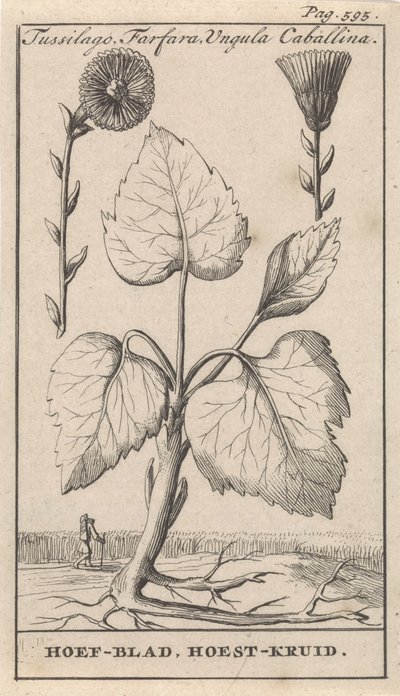 Farfara con tussilagine da Caspar Luyken