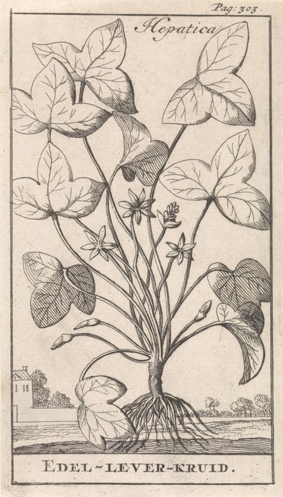 Erba epatica da Caspar Luyken