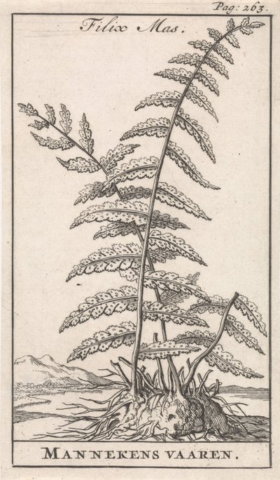 Felce maschio da Caspar Luyken