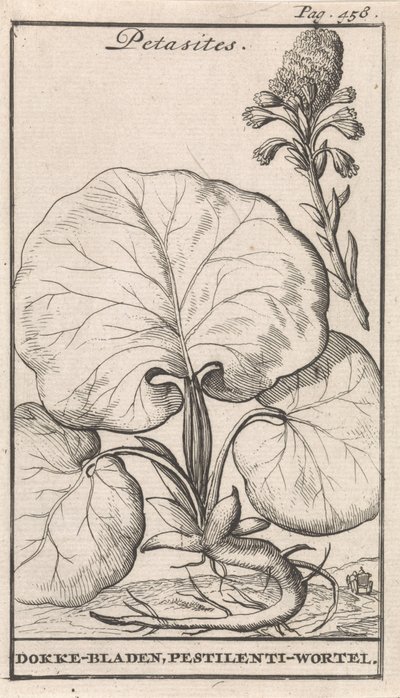 Petasites da Caspar Luyken