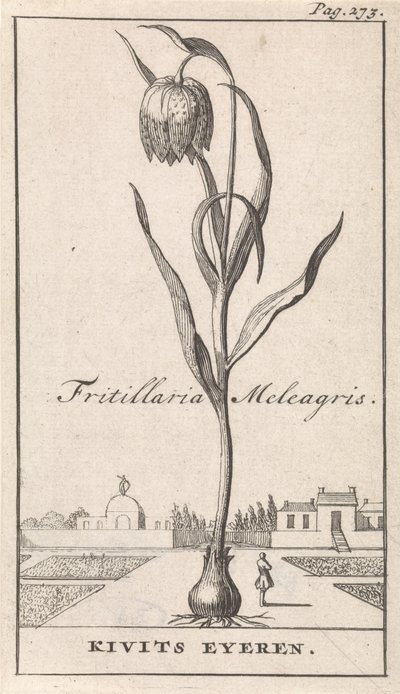 Pagina del titolo e otto stampe con fiori da Caspar Luyken