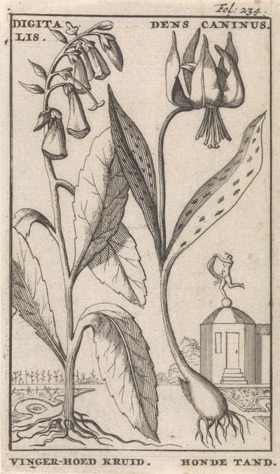 Pagina del titolo e otto stampe con fiori da Caspar Luyken