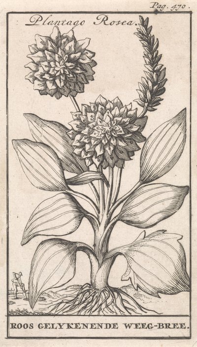 Pagina del titolo e otto stampe con fiori da Caspar Luyken