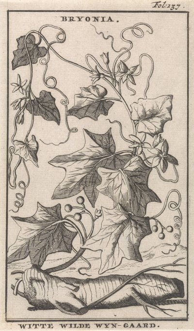 Edera bianca da Caspar Luyken