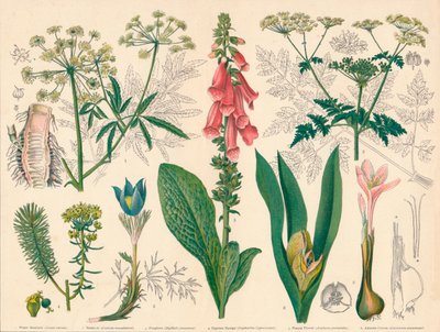 Piante velenose britanniche, metà-fine XIX secolo da Cassell and Co