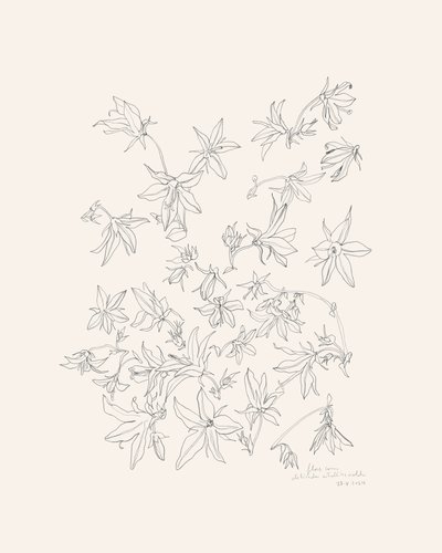 Studio botanico dei fiori da Catalina Somolinos