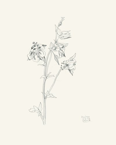 Schizzo di un fiore di aquilegia da Catalina Somolinos