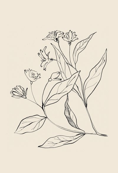 Delicato disegno botanico da Catalina Somolinos