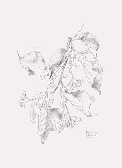 Delicato schizzo di tiglio da Catalina Somolinos