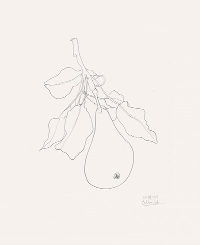 Delicato disegno di una pera da Catalina Somolinos