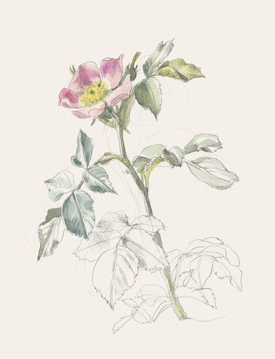 Rosa selvatica rosa tenue da Catalina Somolinos