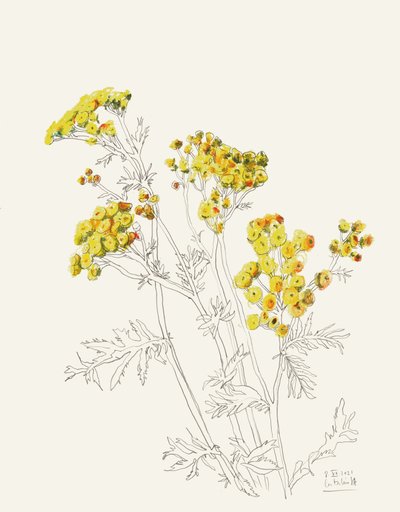 Delicati fiori gialli da Catalina Somolinos