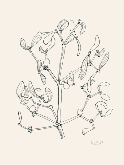 Disegni al tratto del vischio natalizio da Catalina Somolinos