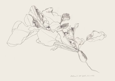 Disegno botanico del ravanello da Catalina Somolinos