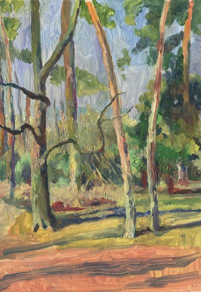 Sentiero nella foresta illuminato dal sole da Catalina Somolinos