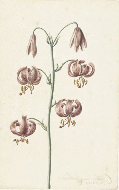 Ramoscello con gigli rossicci da Catharina Lintheimer