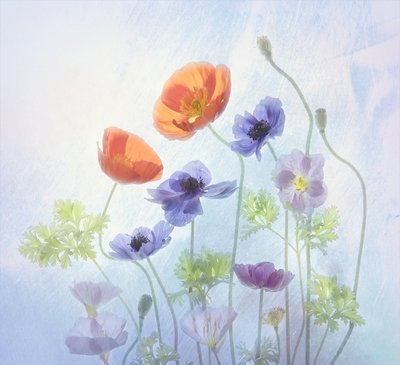 Fiori colorati ed eterei da Catherine Wang