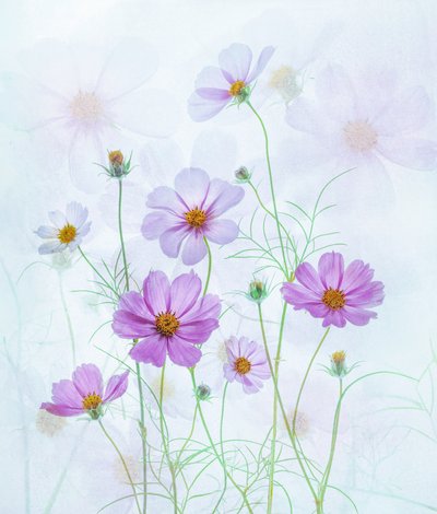 Cosmos rosa da sogno da Catherine Wang