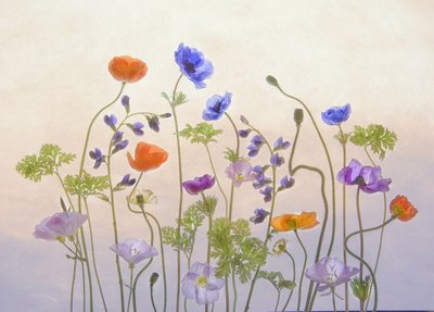 Fiori dell