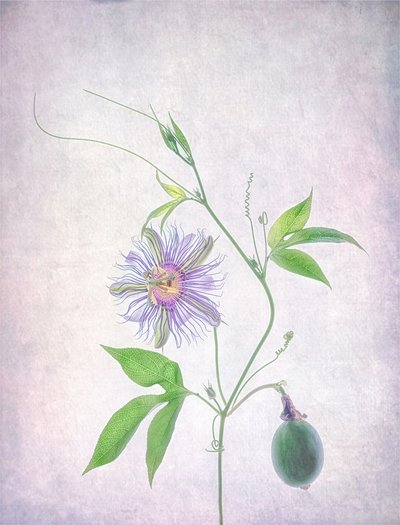 Fior di passiflora dai colori vivaci da Catherine Wang