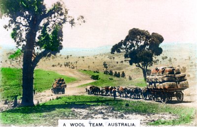 Un team di lana, Australia, c1920s da Cavenders Ltd