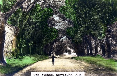 Viale delle querce, Newlands, Johannesburg, Gauteng, Sudafrica da Cavenders Ltd